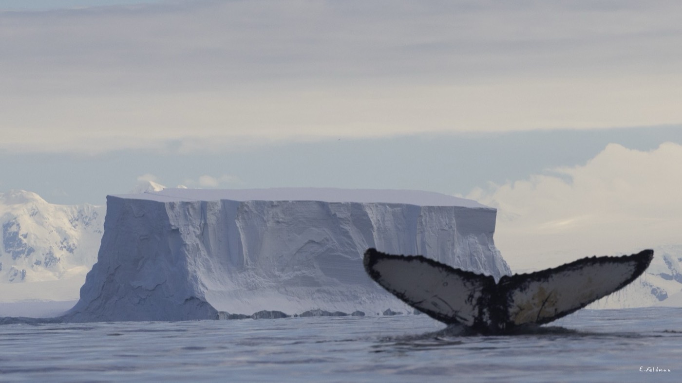 Cola de ballena jorobada frente a un iceberg tabular