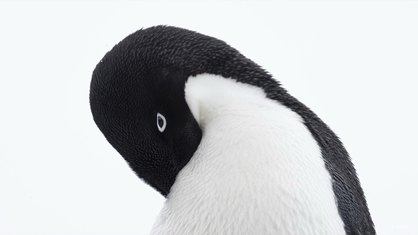 Pingüino Adelia