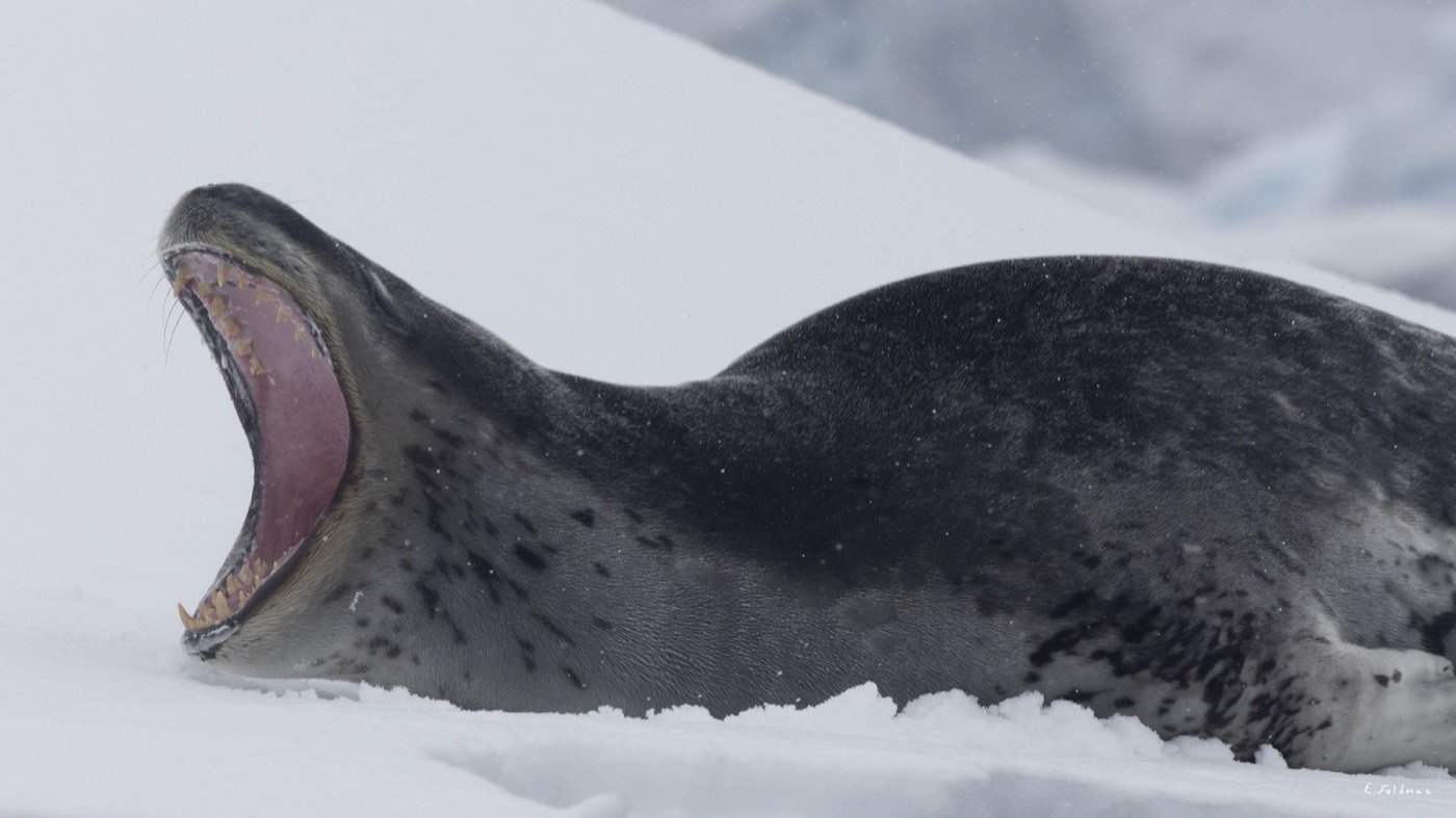 Foca leopardo sobre el hielo