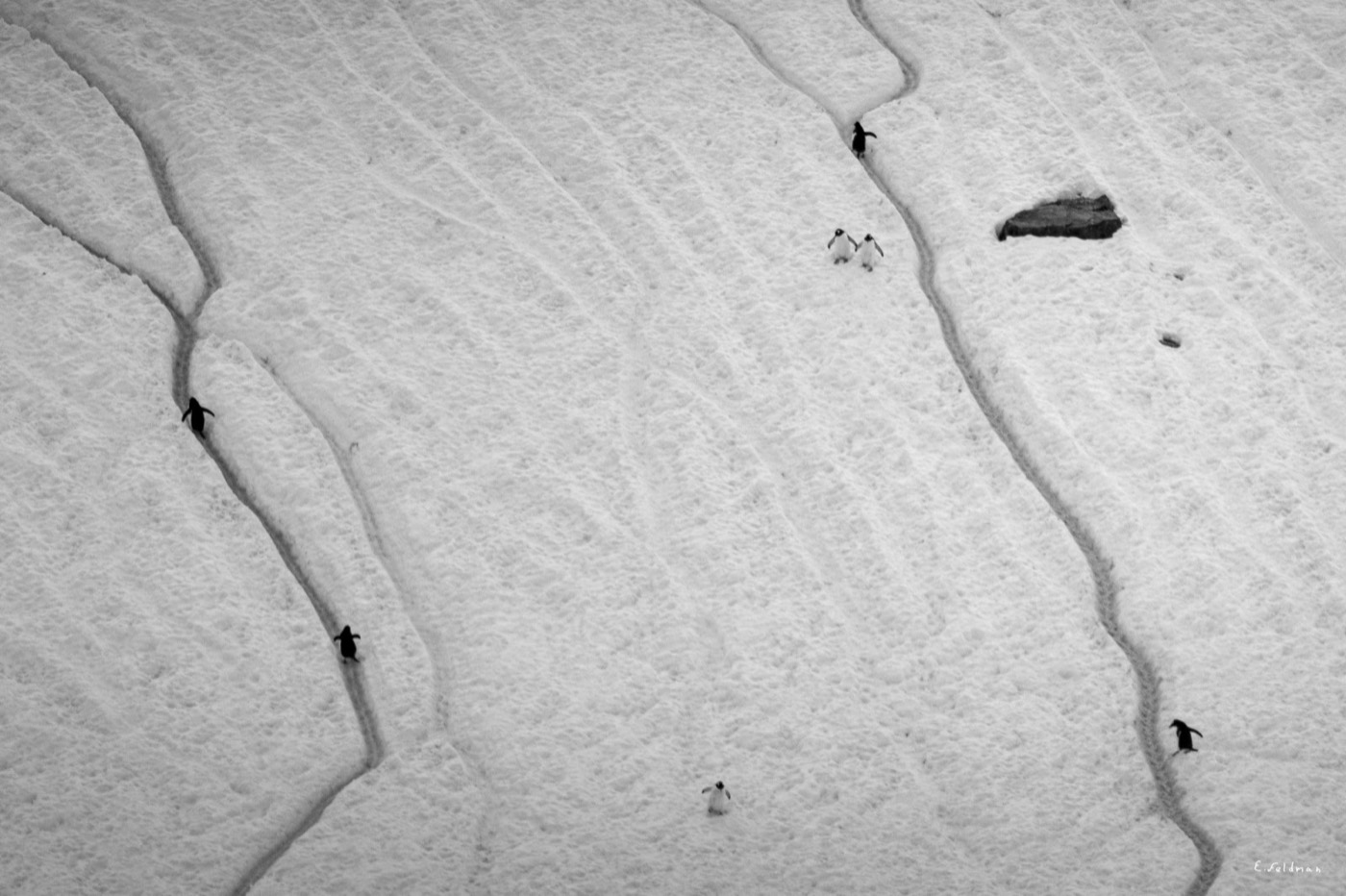 Pingüinos caminando sobre la nieve