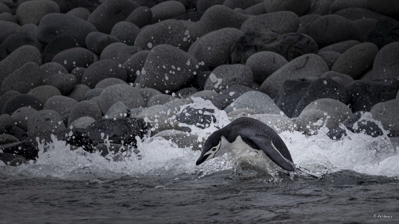 Pingüino barbijo saliendo del agua